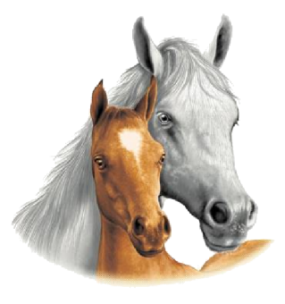 2 Pferde 