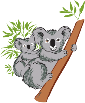 Koalas 